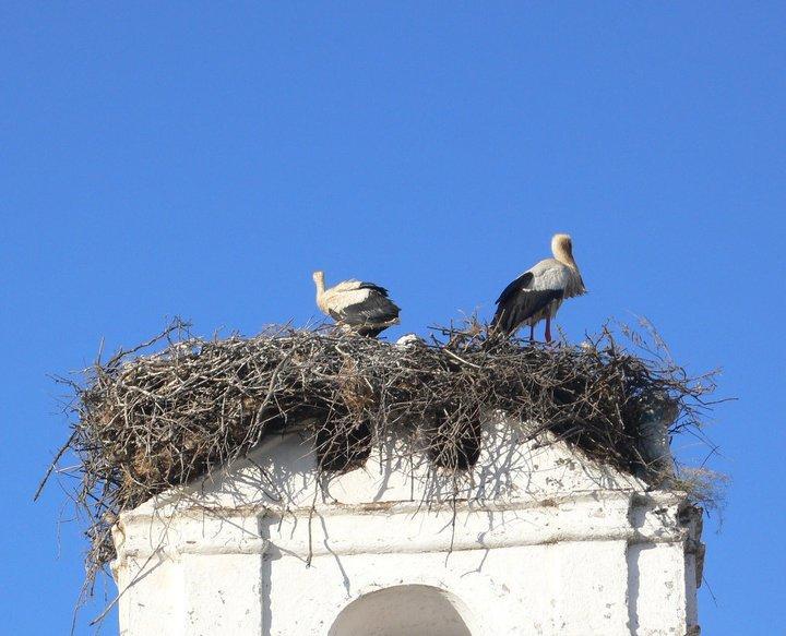 Alandroal Guest House, Hotel Dış mekan fotoğraf